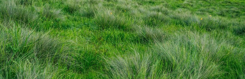 plant-691456_1920
